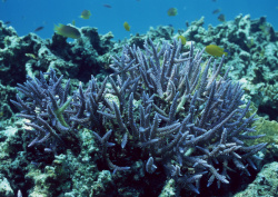 Datacraft Sozaijiten - 035 Corals and Marine Creatures (200xHQ) 1KKzSsJD