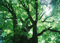 Datacraft Sozaijiten - 134 Forests & Light Falling Through Trees (200xHQ) 2xto1Ayt