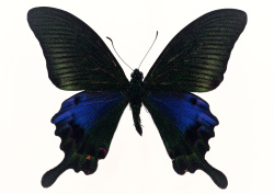 Datacraft Sozaijiten - 012 Butterflies (200xHQ) 2ziILPJs