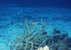 Datacraft Sozaijiten - 035 Corals and Marine Creatures (200xHQ) 5KeNW1Ob