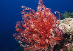 Datacraft Sozaijiten - 035 Corals and Marine Creatures (200xHQ) 7yTkGrxo