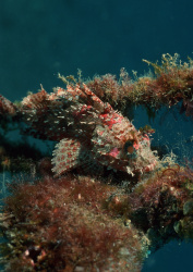 Datacraft Sozaijiten - 035 Corals and Marine Creatures (200xHQ) CLACKYXd