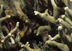 Datacraft Sozaijiten - 035 Corals and Marine Creatures (200xHQ) DJIN0sze