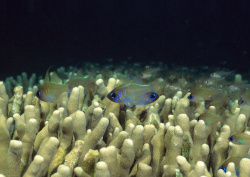 Datacraft Sozaijiten - 035 Corals and Marine Creatures (200xHQ) DuLgc0p2