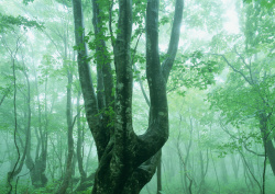 Datacraft Sozaijiten - 134 Forests & Light Falling Through Trees (200xHQ) DdIHUf7a
