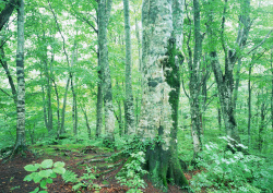 Datacraft Sozaijiten - 134 Forests & Light Falling Through Trees (200xHQ) H6QTZ7oE