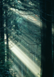Datacraft Sozaijiten - 134 Forests & Light Falling Through Trees (200xHQ) HTbl8pmG