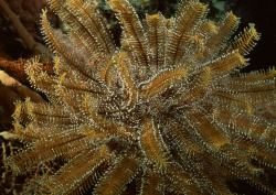 Datacraft Sozaijiten - 035 Corals and Marine Creatures (200xHQ) OID73apJ