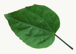 Datacraft Sozaijiten - 013 Leaves and Leaf Veins (200xHQ) PaTZzlZA