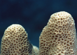 Datacraft Sozaijiten - 035 Corals and Marine Creatures (200xHQ) Z2WqID6F