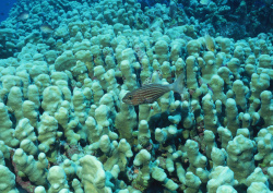 Datacraft Sozaijiten - 035 Corals and Marine Creatures (200xHQ) Zt98sKls